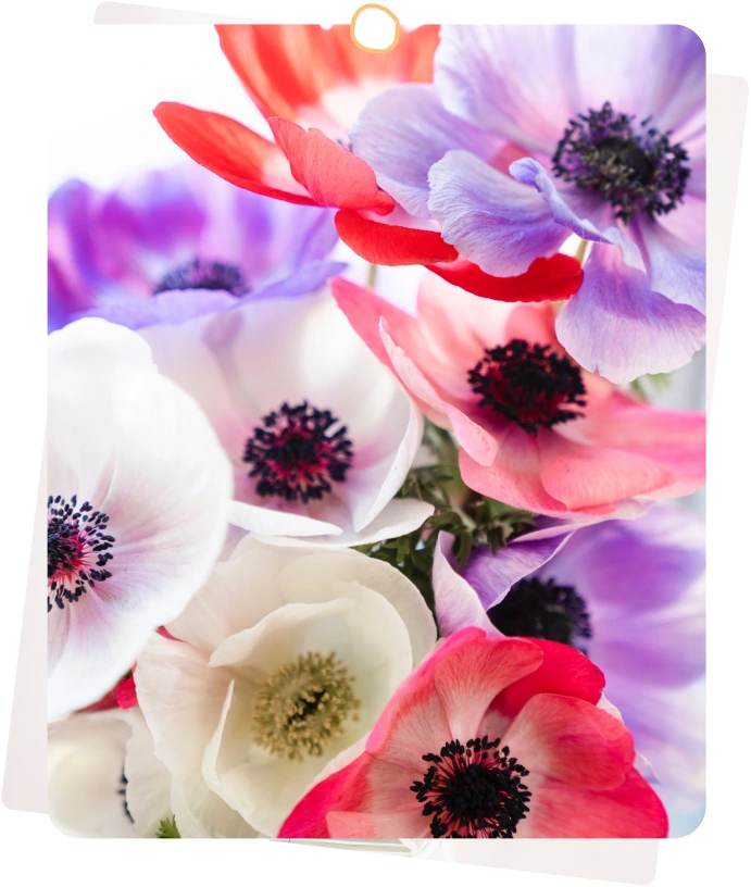 Anemones, flowers